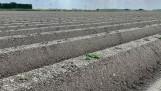 Aardappelperceel. Boerenbusiness Gewastour 2023
