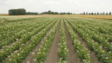 Aardappelperceel met groeiende aardappelplanten in rijen op het akkerland.