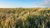 Tarweveld met rijpend graan op het platteland.