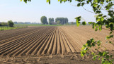 Ruggen in een Nederlands landschap in het voorjaar, waar recent aardappelen zijn gepoot.