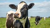 Melkkoeien grazen bij melkveehouderij
