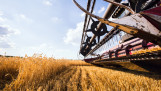 Tarweoogst op het land, waarbij het rijpe tarwe wordt geoogst.