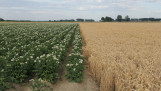 Aardappelperceel en tarweperceel naast elkaar op het akkerland.