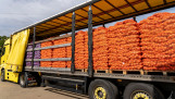 Export van uien verpakt in zakken, gereed voor transport naar het buitenland.