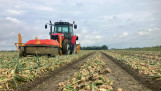 Oogst van uien, akkerbouw
