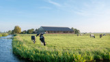 Melkkoeien grazen op grasland, Nederlands melkveebedrijf