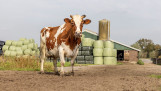 Melkkoe staat voor melkveehouderij