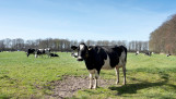 Melkkoeien grazen bij melkveehouderij