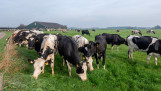 Melkkoeien grazen bij melkveehouderij