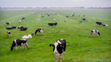 Melkkoeien grazen op grasland, Nederlands melkveebedrijf