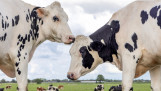 Melkkoeien grazen in de wei bij melkveehouderij