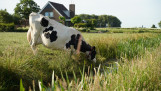 Melkkoe drinkt uit een sloot