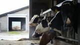Koeien eten aan het voerhek in een melkveehouderij