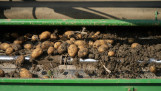 Oogst van aardappelen, akkerbouw