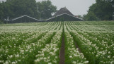 Aardappelveld, akkerbouwbedrijf