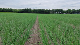 Uien groeien op een veld in Nederland, akkerbouwgewas