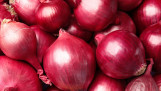 Verse rode uien, hoogwaardige landbouwproducten