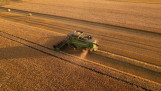 Tarweoogst op een akker, combine maait rijpe tarwe