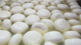 Mozzarella productie, zuivelproduct