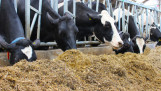 Koeien eten kuilvoer aan het voerhek in een ligboxenstal