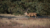 Edelhert op de Veluwe