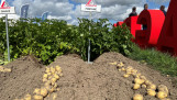 Fontane aardappel van Agrico