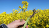 Hand houdt koolzaadplant met wortel voor veld.