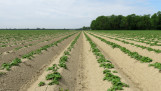 Rijen aardappelen op een akker