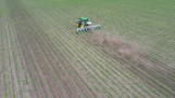 Tractor schoffelt tussen jonge maïsrijen op een akker