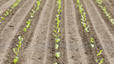 Rijen met ijsbergsla plantjes op een akker