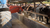 Koeien worden gevoerd op een feedlot in Idaho