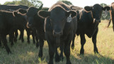 Vleesvee op een ranche in Texas