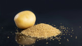 Hybride aardappel uit zaad