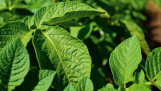 Close-up van gezonde, frisgroene aardappelbladeren in een goed ontwikkeld aardappelgewas op het veld.