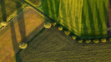 Luchtfoto van landbouwpercelen met verschillende gewassen, gescheiden door groene stroken en bomen, in warm avondlicht.