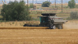 Gleaner combine in de tarwe