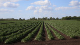 Aardappelgewas in het Verenigd Koninkrijk