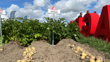 Fontane aardappelen