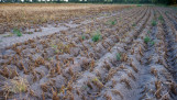Aardappelruggen in een droge zomer