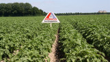 Een aardappelveld met een aardappelras van Agrico