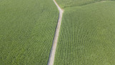 Een maisveld gefotografeerd van boven
