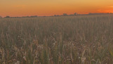 Een maisveld tijdens zonsondergang