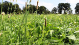 Bloemrijk grasland met weegbree en diverse wilde planten in de zomerzon.