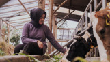 Een Indonesische boerin bij het voerhek in de koeienstal