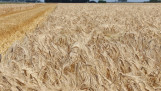 Een veld met wintergerst