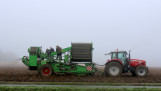 Aardappeloogst in België
