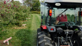 Een tractor met bestuurder rijdt door een appelboomgaard langs bomen vol rode appels.