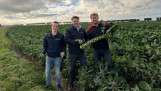 Drie mannen staan in een spruitjesveld en tonen vers geoogste spruitjes.