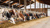 Koeien eten ruwvoer aan het voerhek in een melkveestal