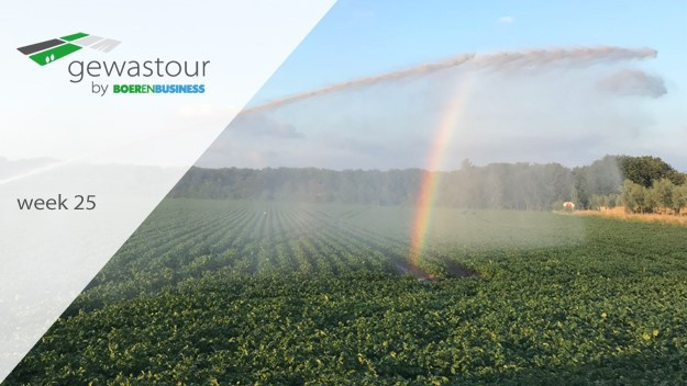 Aanhoudende droogte is goed merkbaar - Fotoreportage Gewastour week 25 - Boerenbusiness.nl
